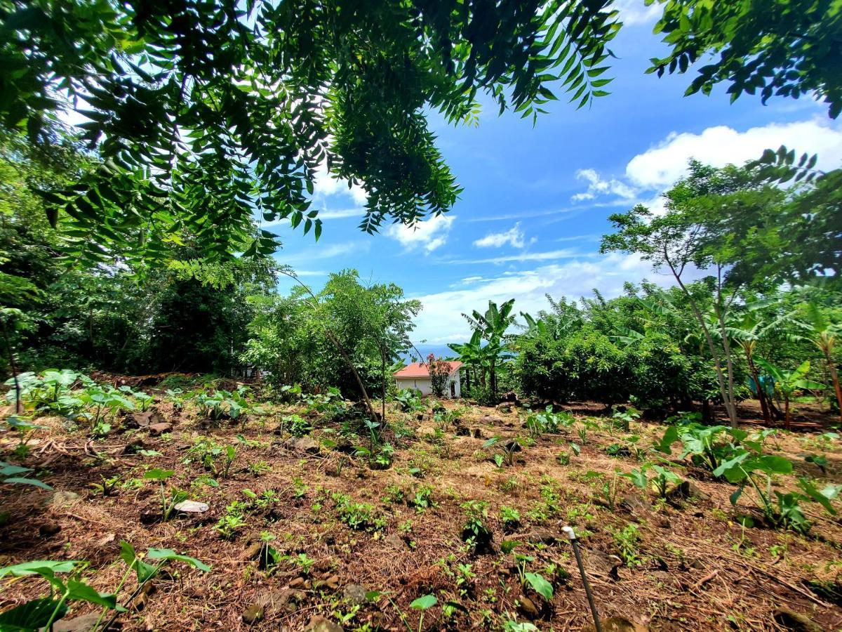 The Jungle Villa Merida Exterior photo